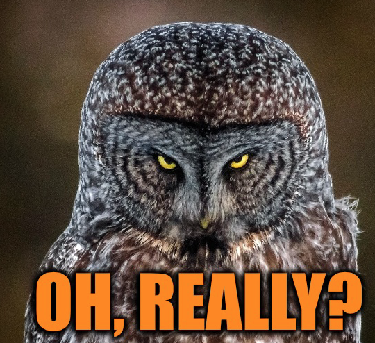 oh really meme owl